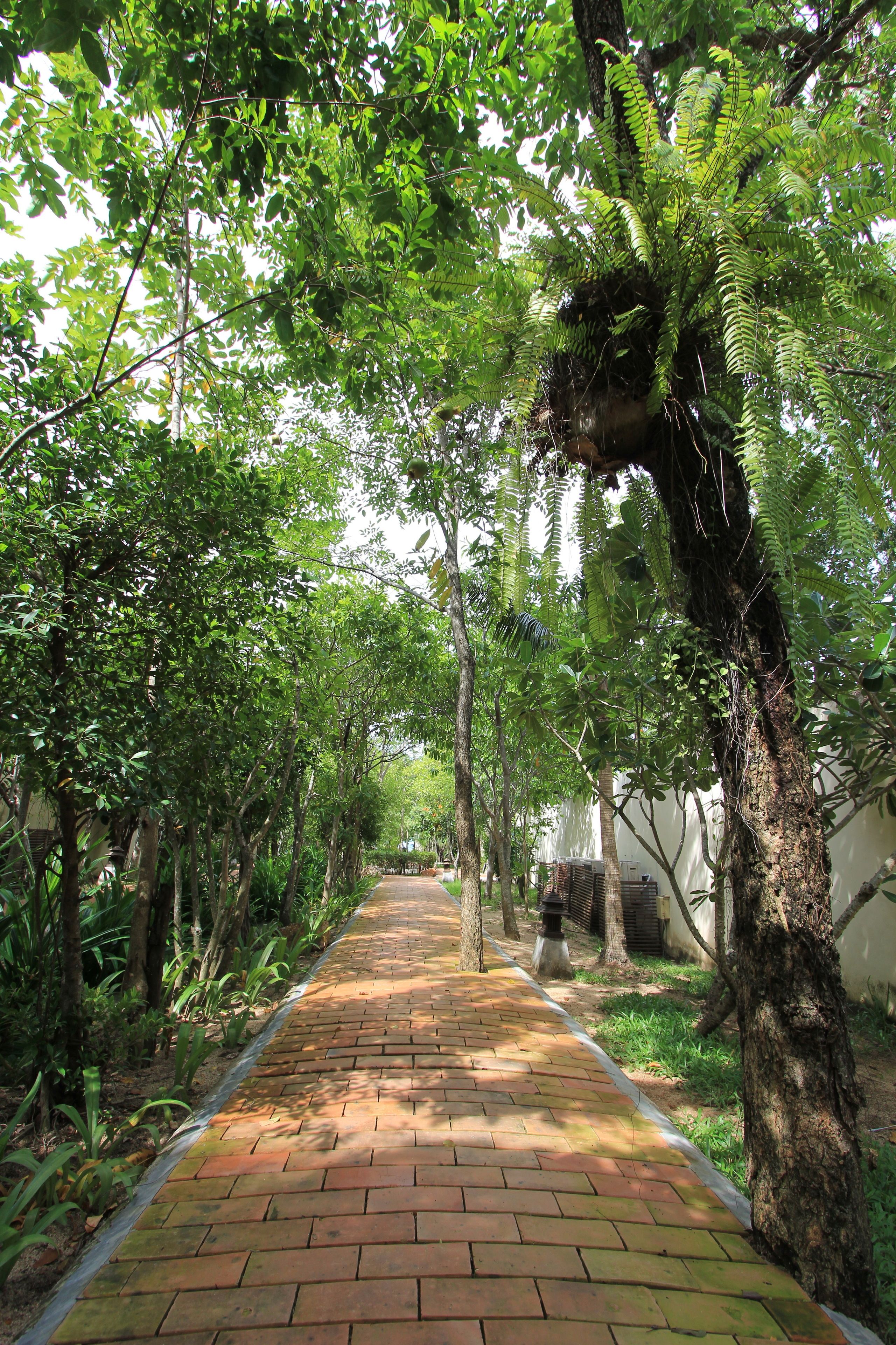 A brick pathway lined with trees and ferns, leading to a building with a white wall and a black roof.