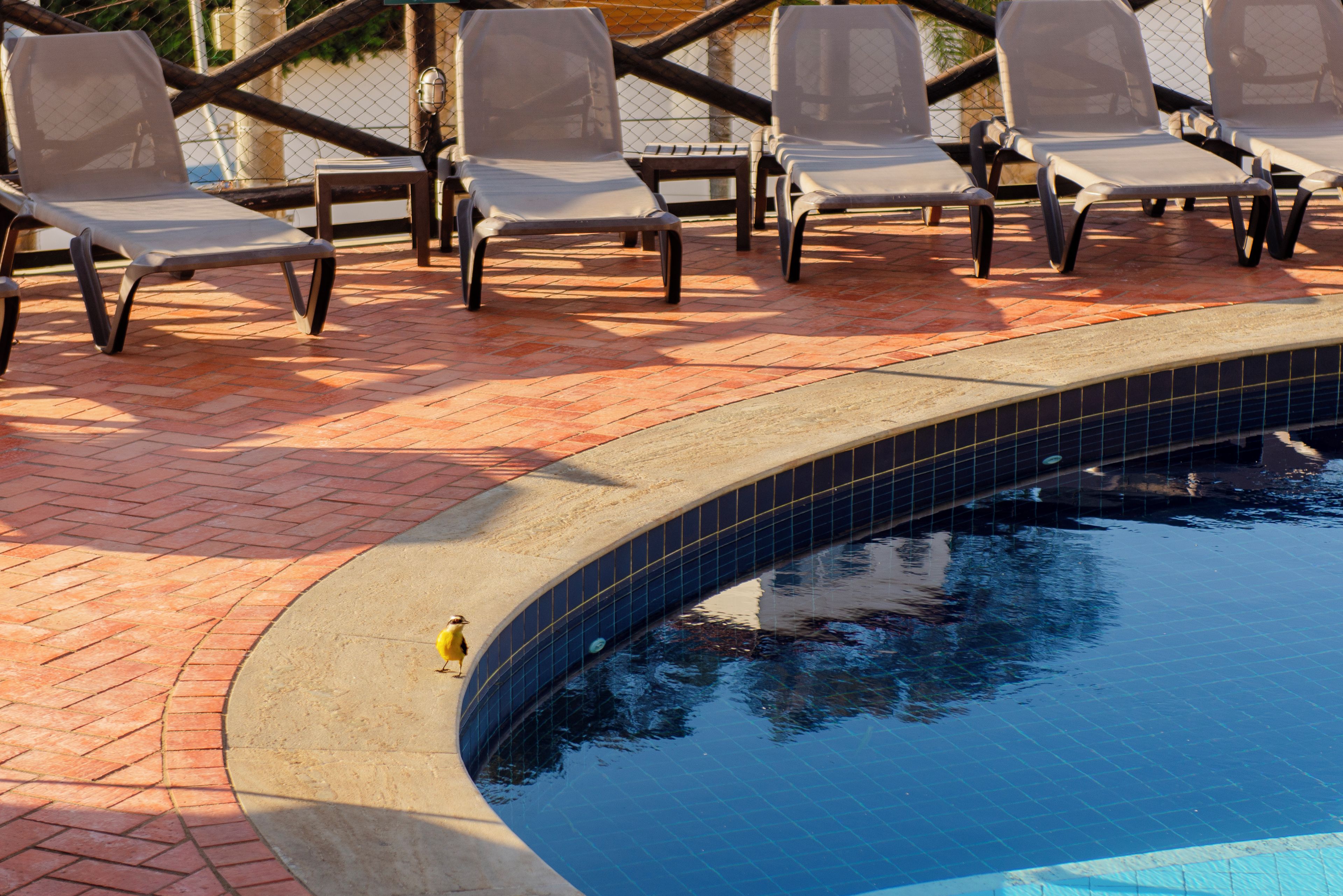 A poolside area with lounge chairs and a tiled pool.