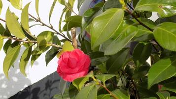 Una rosa roja completamente florecida en medio de follaje verde.