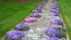 Een pad van stenen met paarse bloemen.
