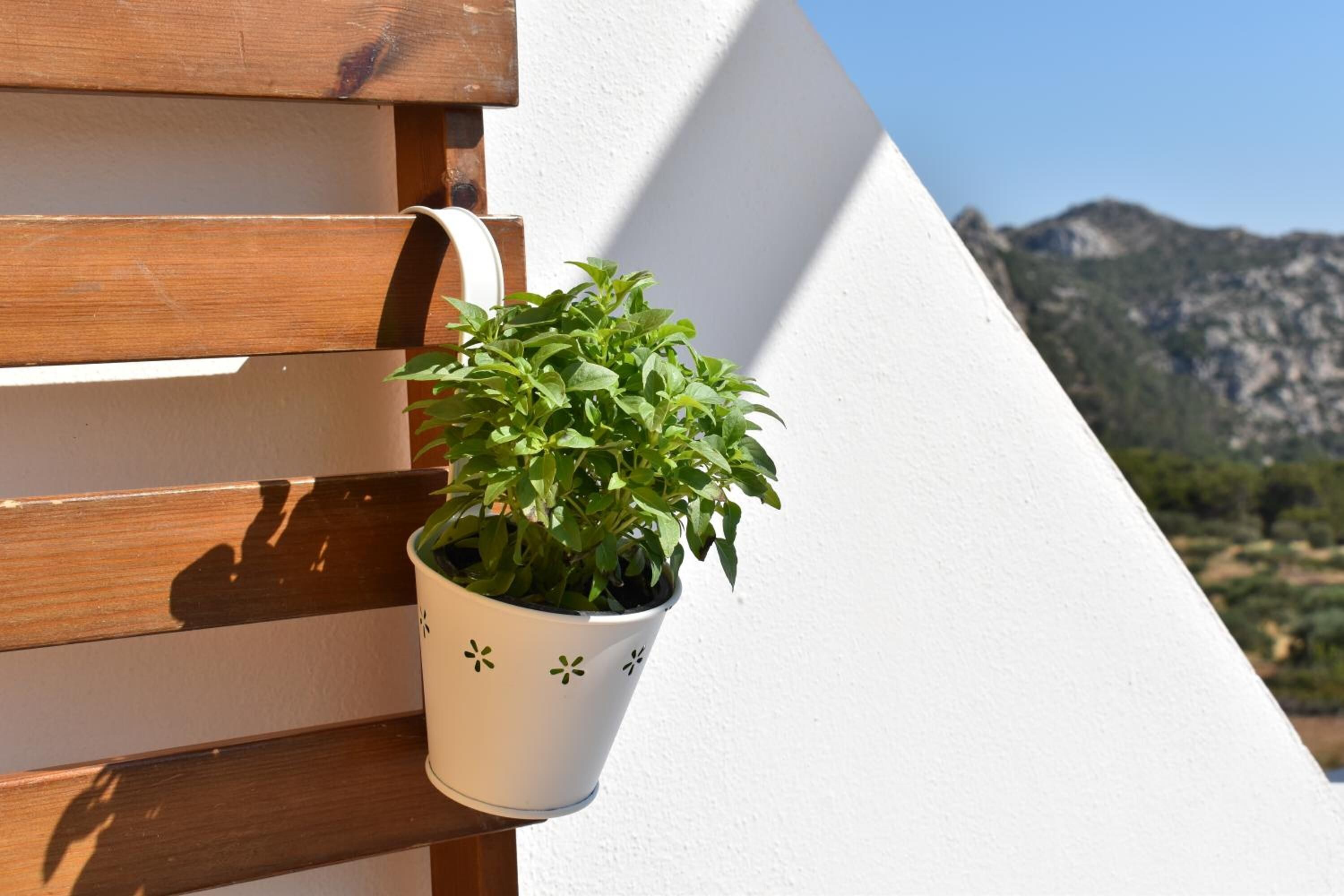 A potted plant on a wooden bench against a white wall with a mountain view in the background.