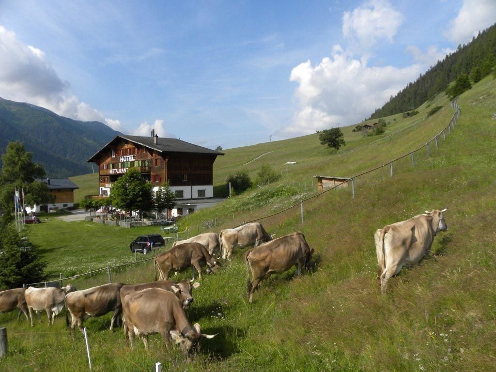A hotel with a restaurant and a view of cows grazing on a hillside.