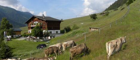 A hotel with a restaurant and a view of cows grazing on a hillside.