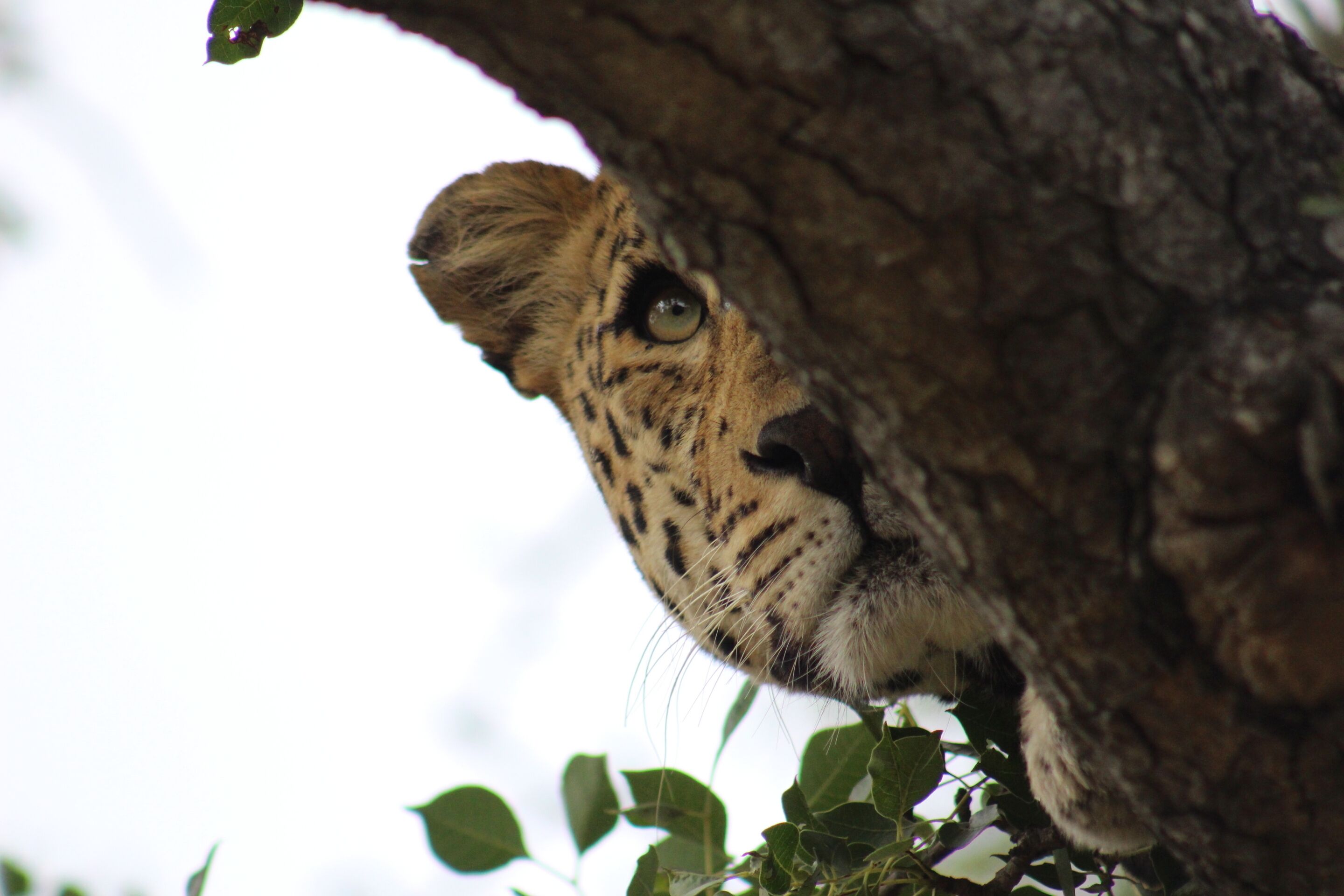A close-up of a cheetah's face peeking from behind a tree.