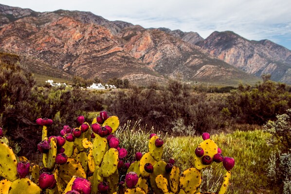 A desert landscape with a prominent cactus in the foreground and mountains in the background. - Galenia Estate (Montagu)
