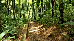 Un sentier bordé d’arbres, avec des bambous et une végétation luxuriante.