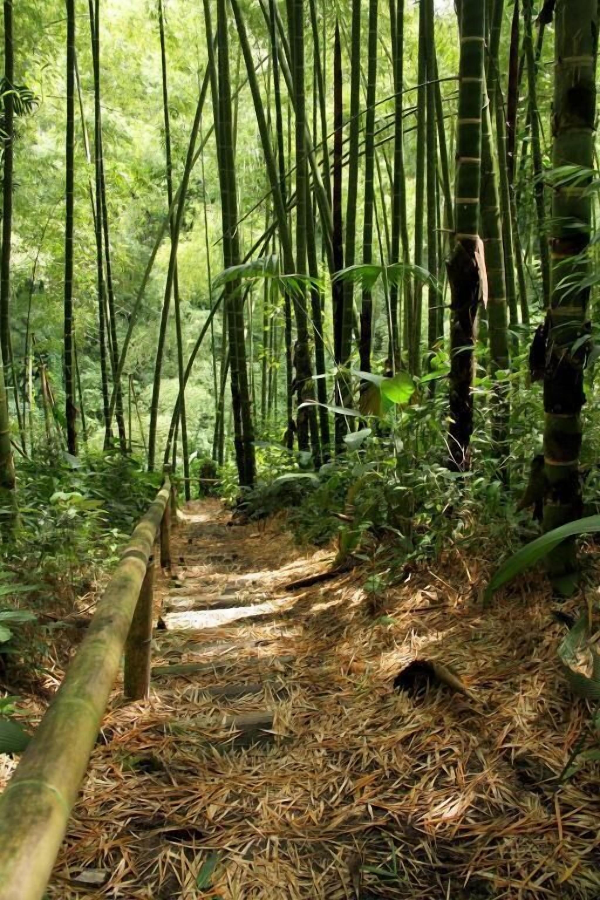 Un área boscosa con un sendero de tierra estrecho que serpentea entre altos bambúes.