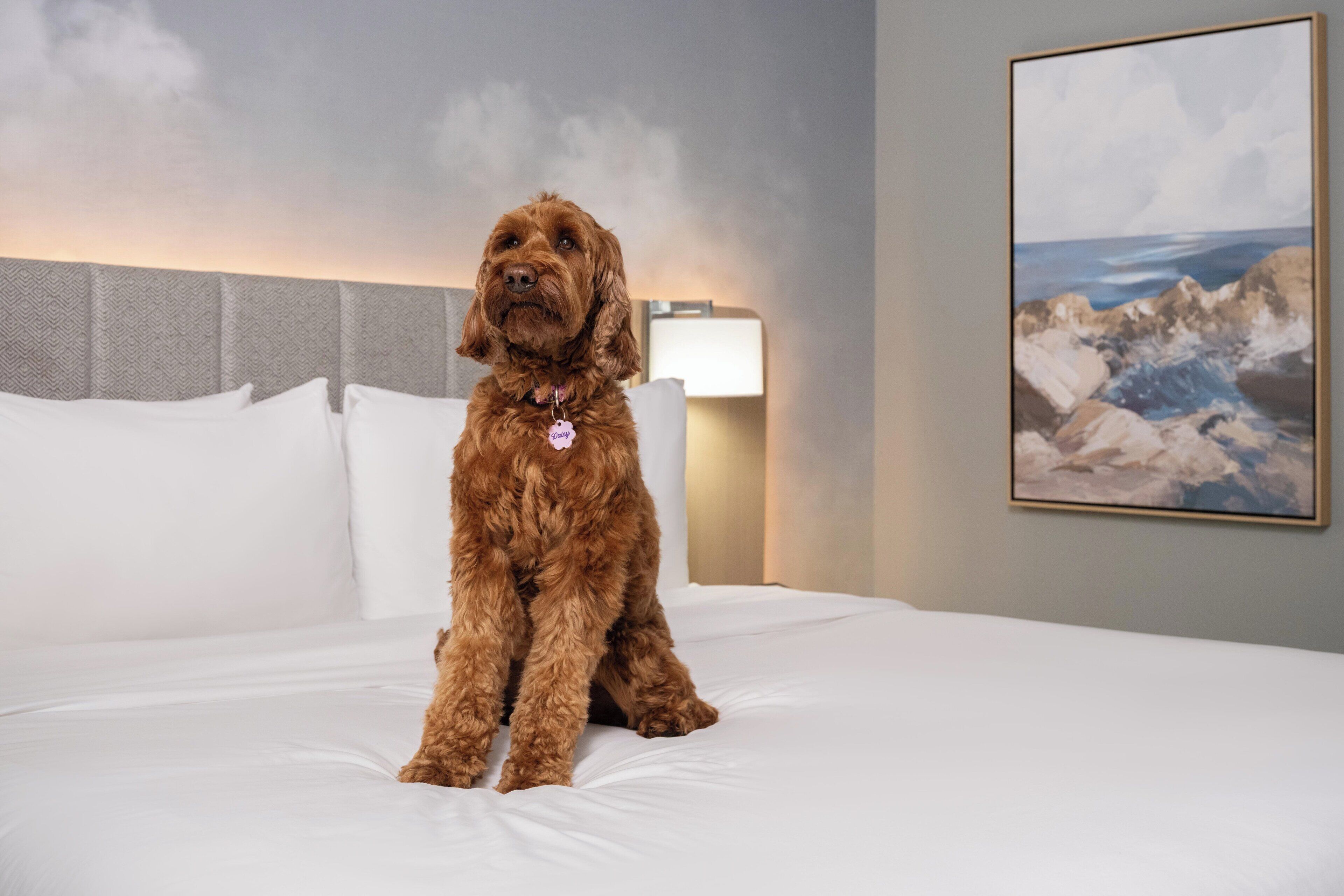 En hund sitter på en säng i ett hotellrum. På väggen hänger en tavla och bredvid sängen står en lampa.