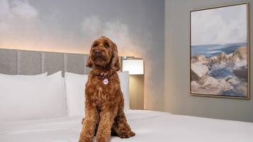 En hund sitter på en säng i ett hotellrum. På väggen hänger en tavla och bredvid sängen står en lampa.
