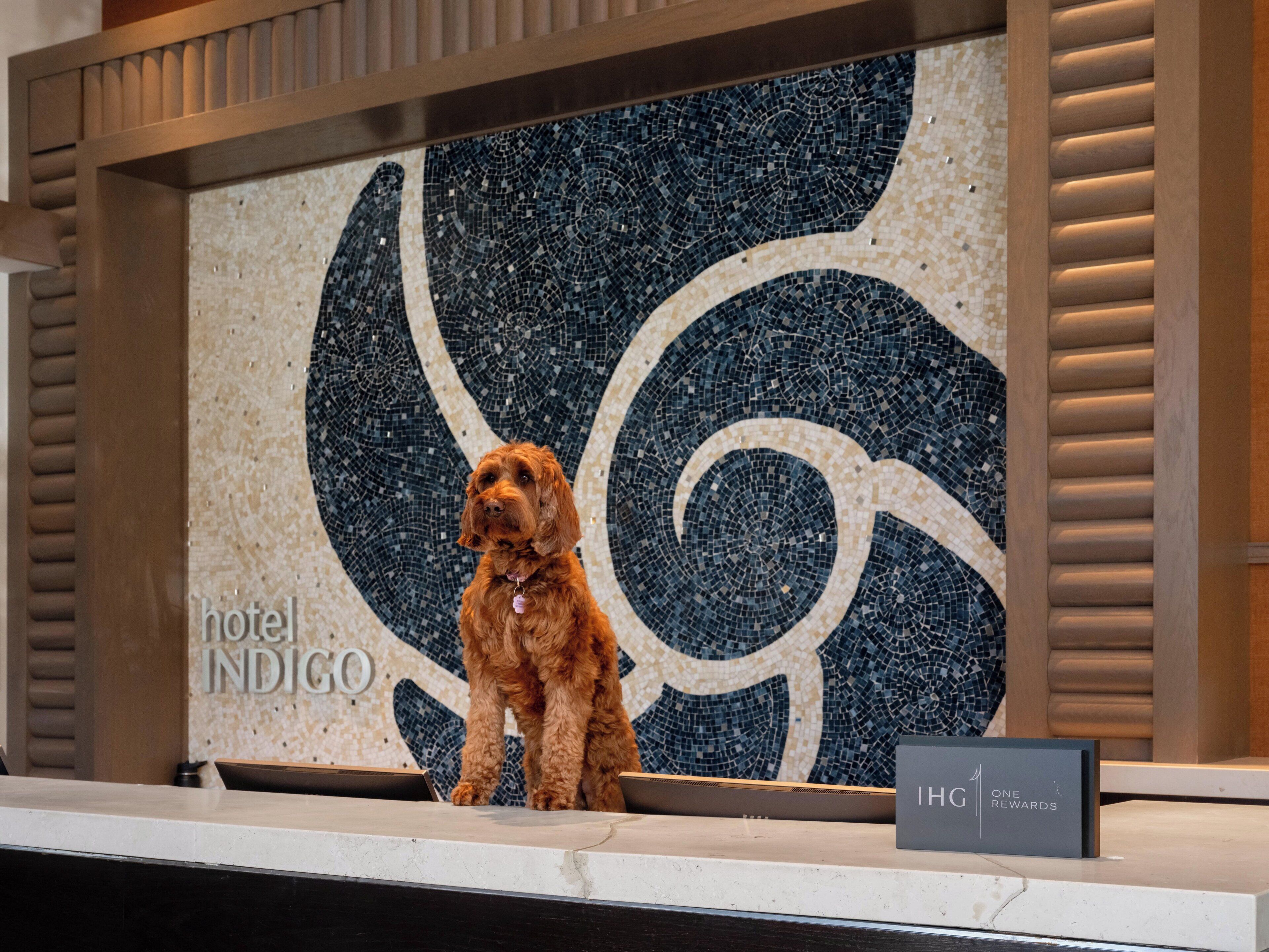 Foto - Hotel Indigo East End by IHG