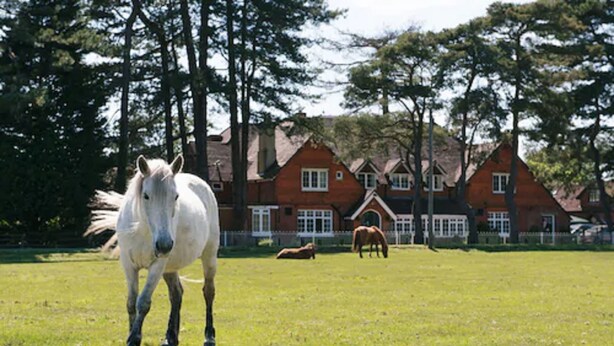 Un caballo blanco en un campo de hierba con casas de techo rojo al fondo.