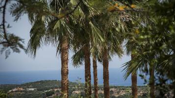 A view of tall palm trees and a distant coastline.