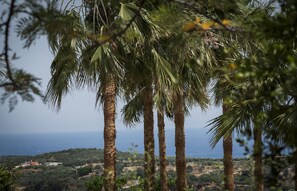 Una vista de altas palmeras y una costa lejana.