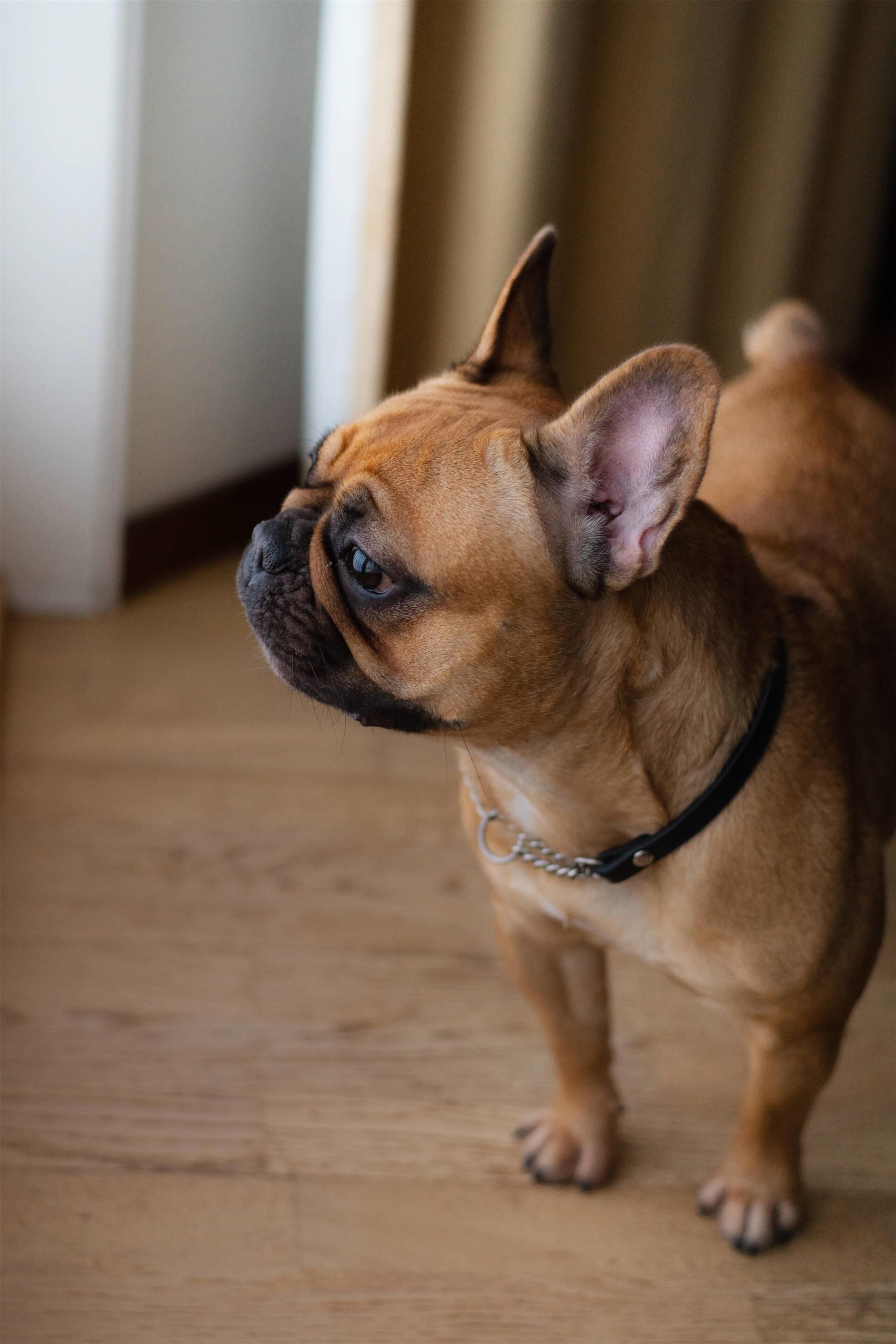 A small brown dog with a black collar standing on a wooden floor.