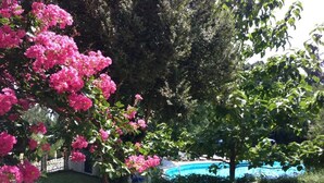 Une piscine entourée d’une végétation luxuriante et d’arbres en fleurs.