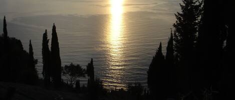 Un coucher de soleil sur une mer calme, avec les silhouettes d’arbres au premier plan.
