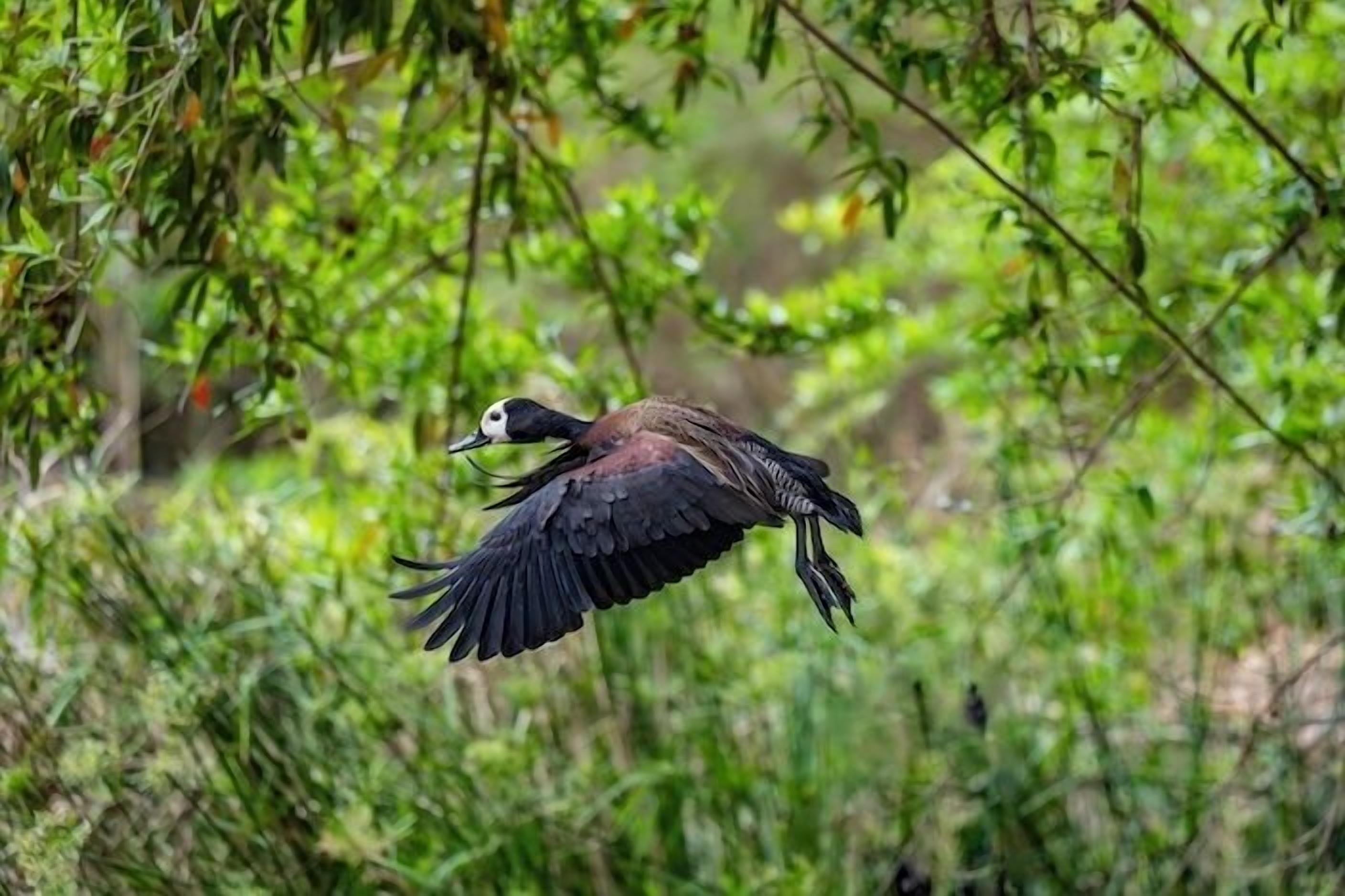 Un pájaro volando con las alas extendidas, rodeado de follaje verde y abundante.