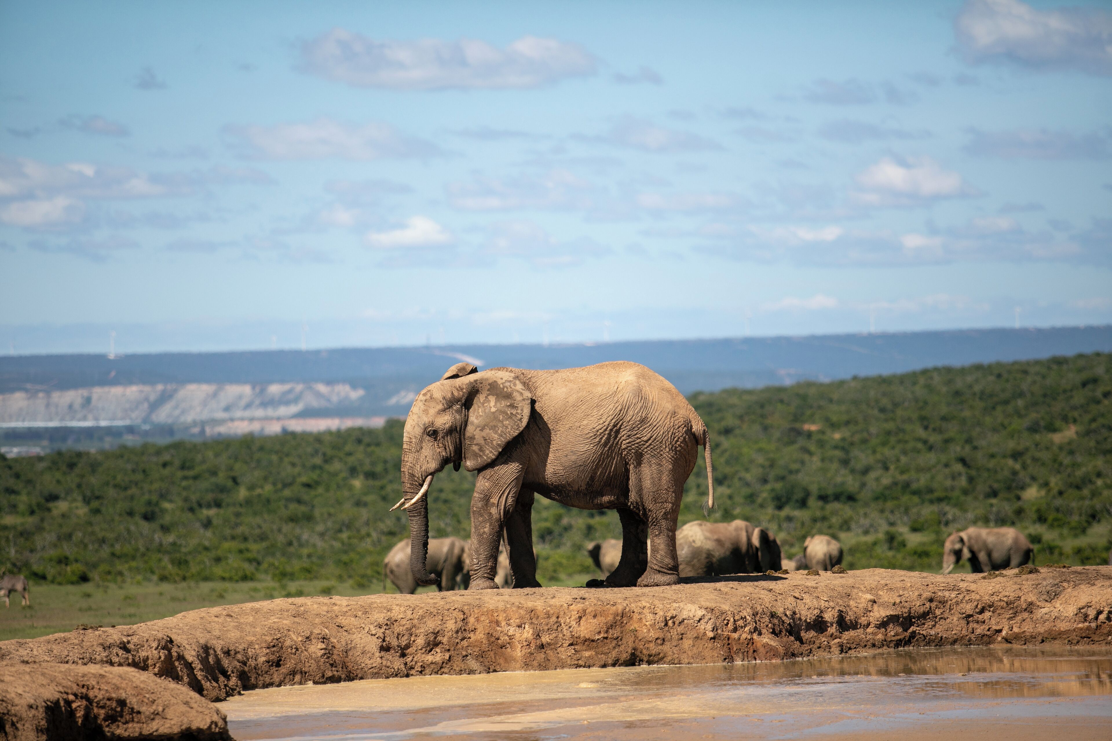 Un elefante de pie sobre una orilla embarrada, con un río al frente y un paisaje verde en el fondo.