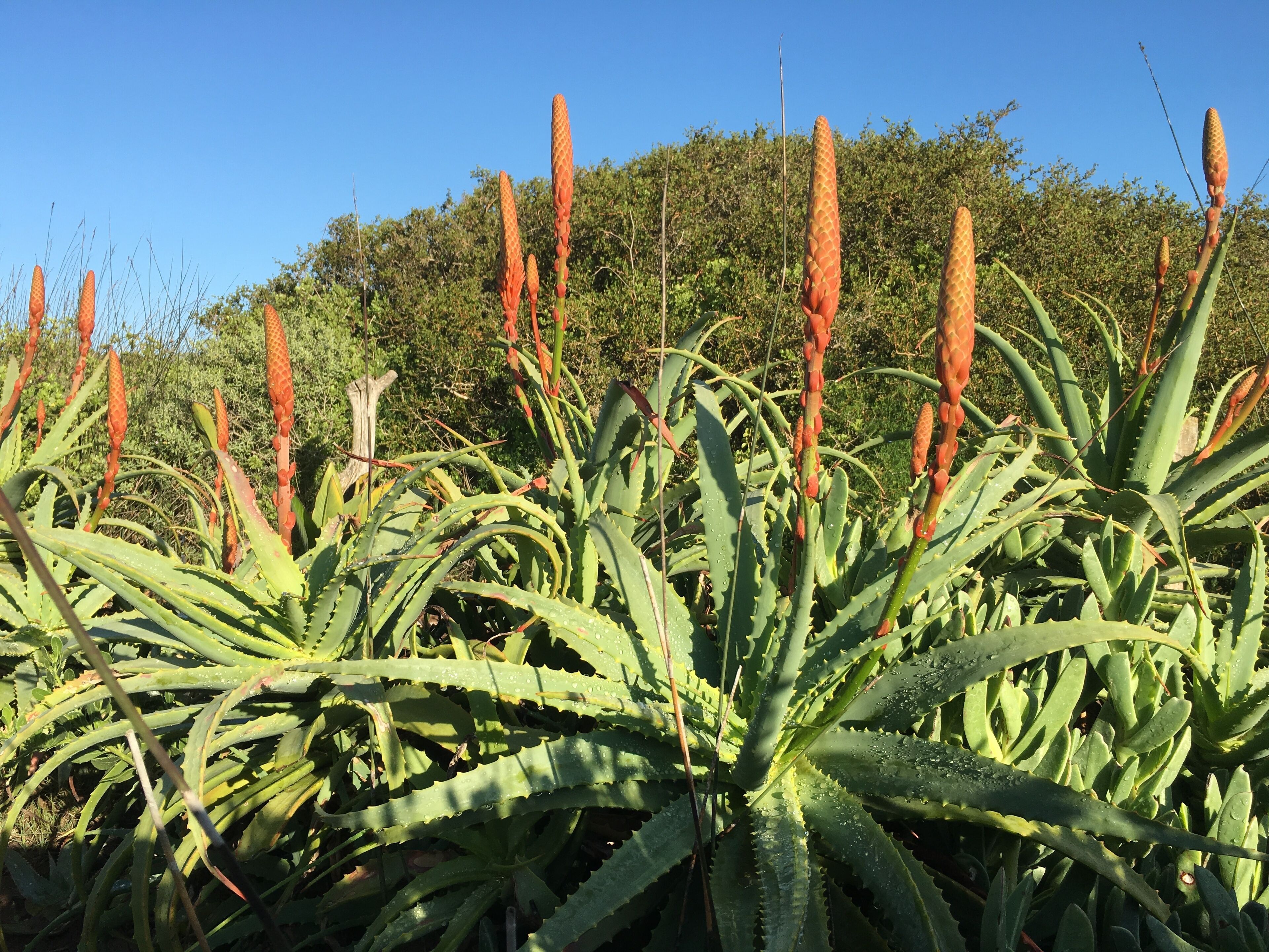 Un groupe dense de plantes d’aloès aux feuilles pointues et aux longues tiges florales rouge-brun.