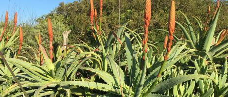 Un groupe dense de plantes d’aloès aux feuilles pointues et aux longues tiges florales rouge-brun.