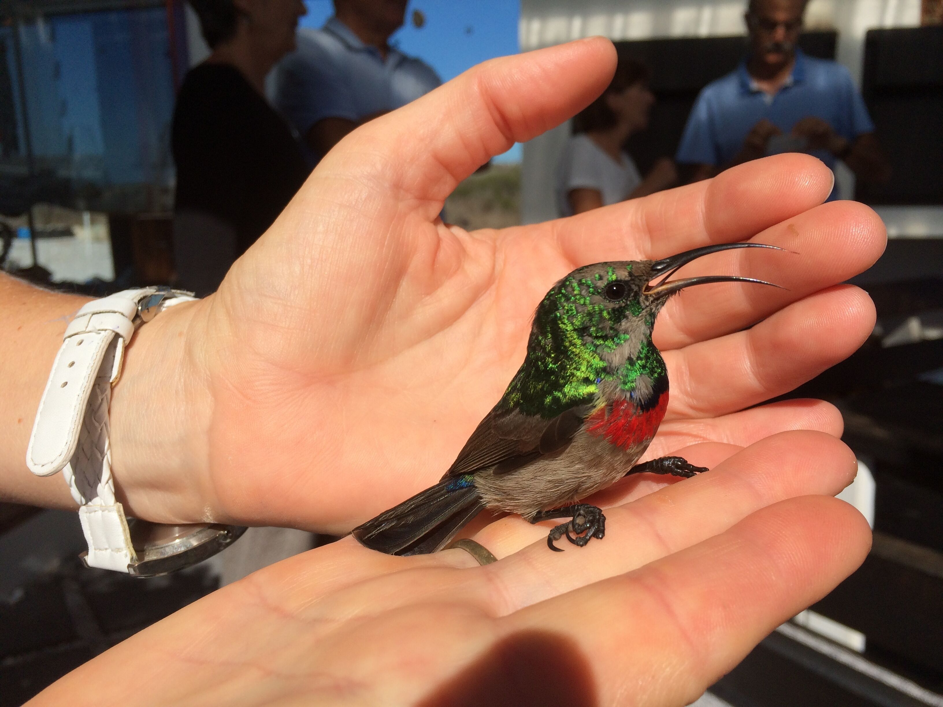 A hand holding a small bird with green and red feathers.
