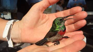 A hand holding a small bird with green and red feathers.