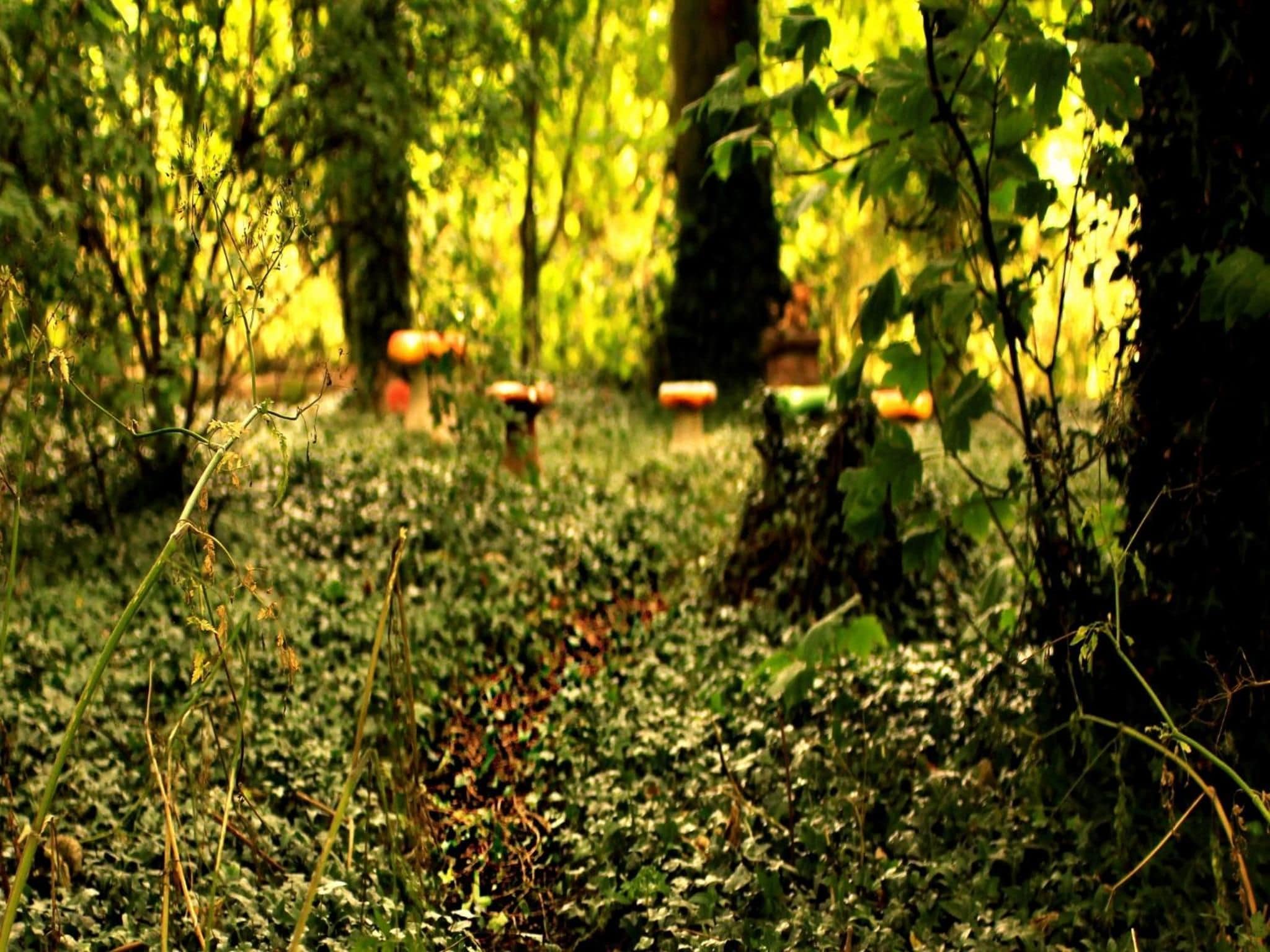 Un sendero en el bosque con follaje denso y un fondo desenfocado.