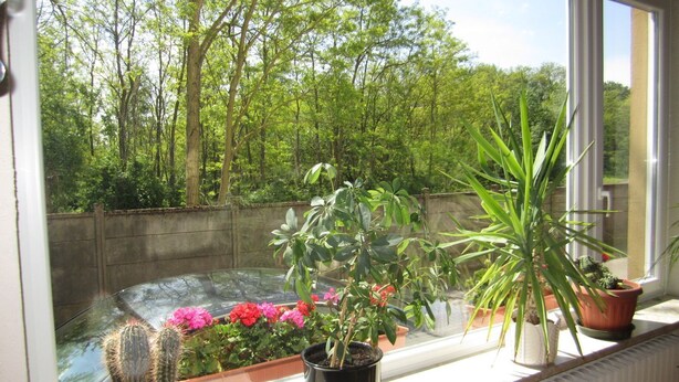 Een uitzicht op een tuin, een cactus en een kamerplant.