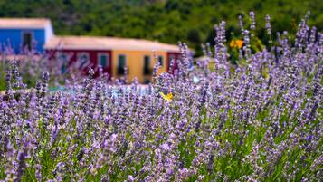 A field of lavender with a colorful building in the background.
