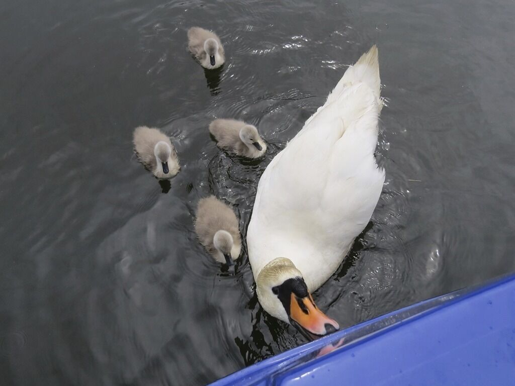 A swan with its cygnets swimming in a body of water.