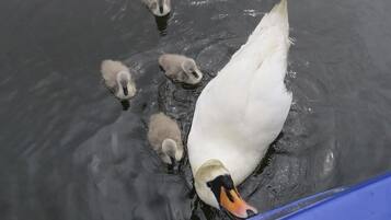 A swan with its cygnets swimming in a body of water.