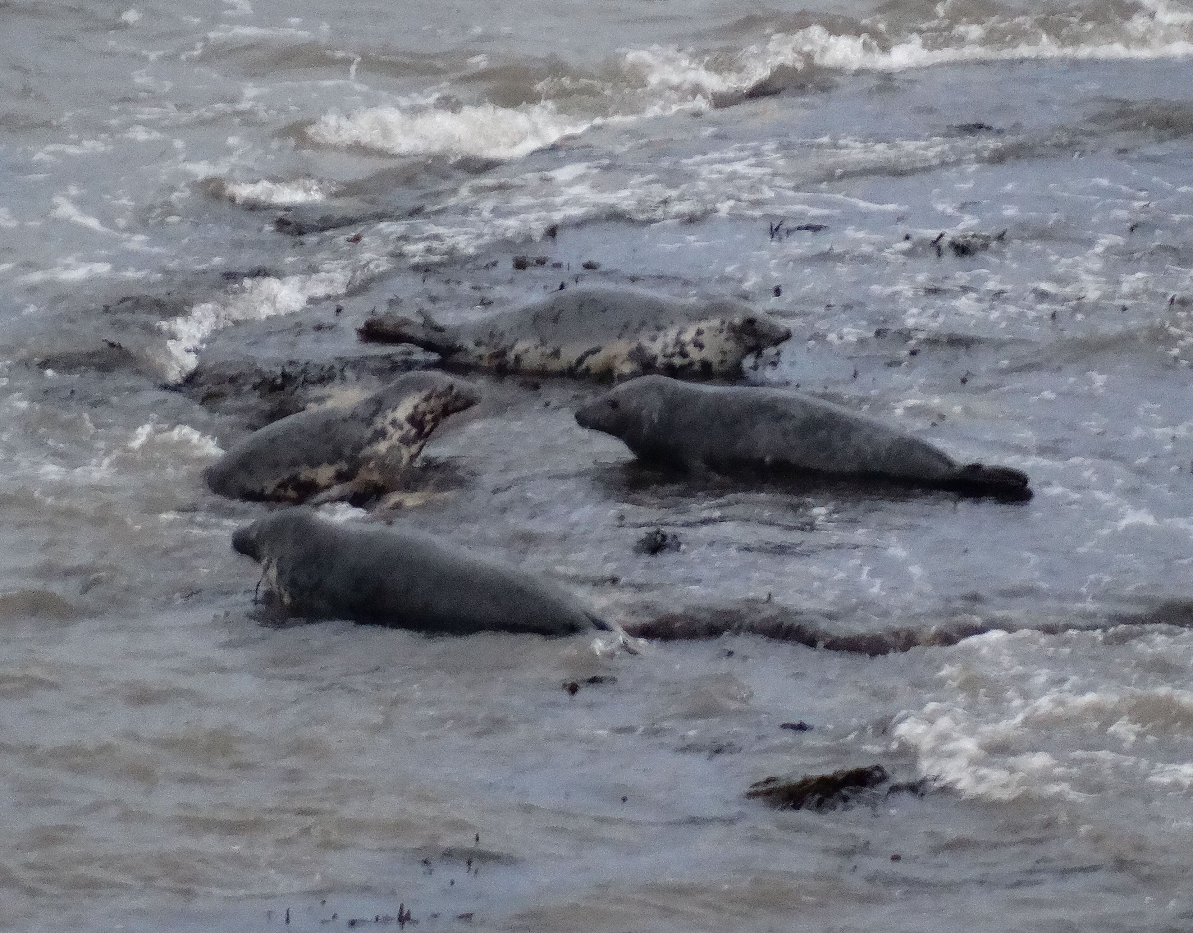 A seal resting on a rocky shore.