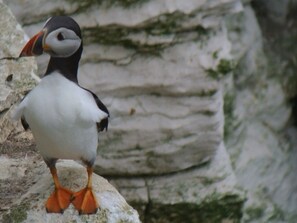A puffin standing on a rocky surface.