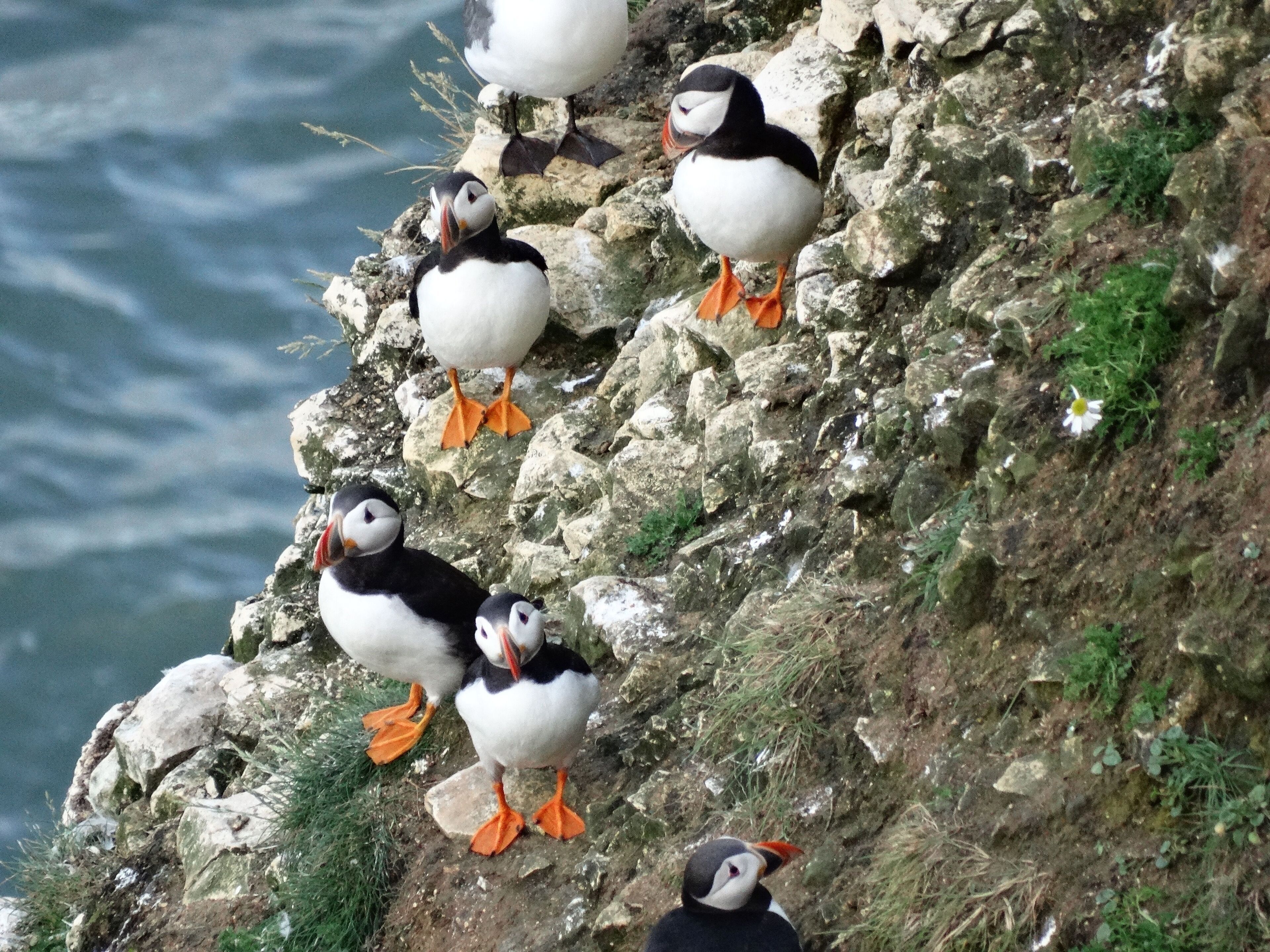 A group of puffins on a rocky cliff by the sea.