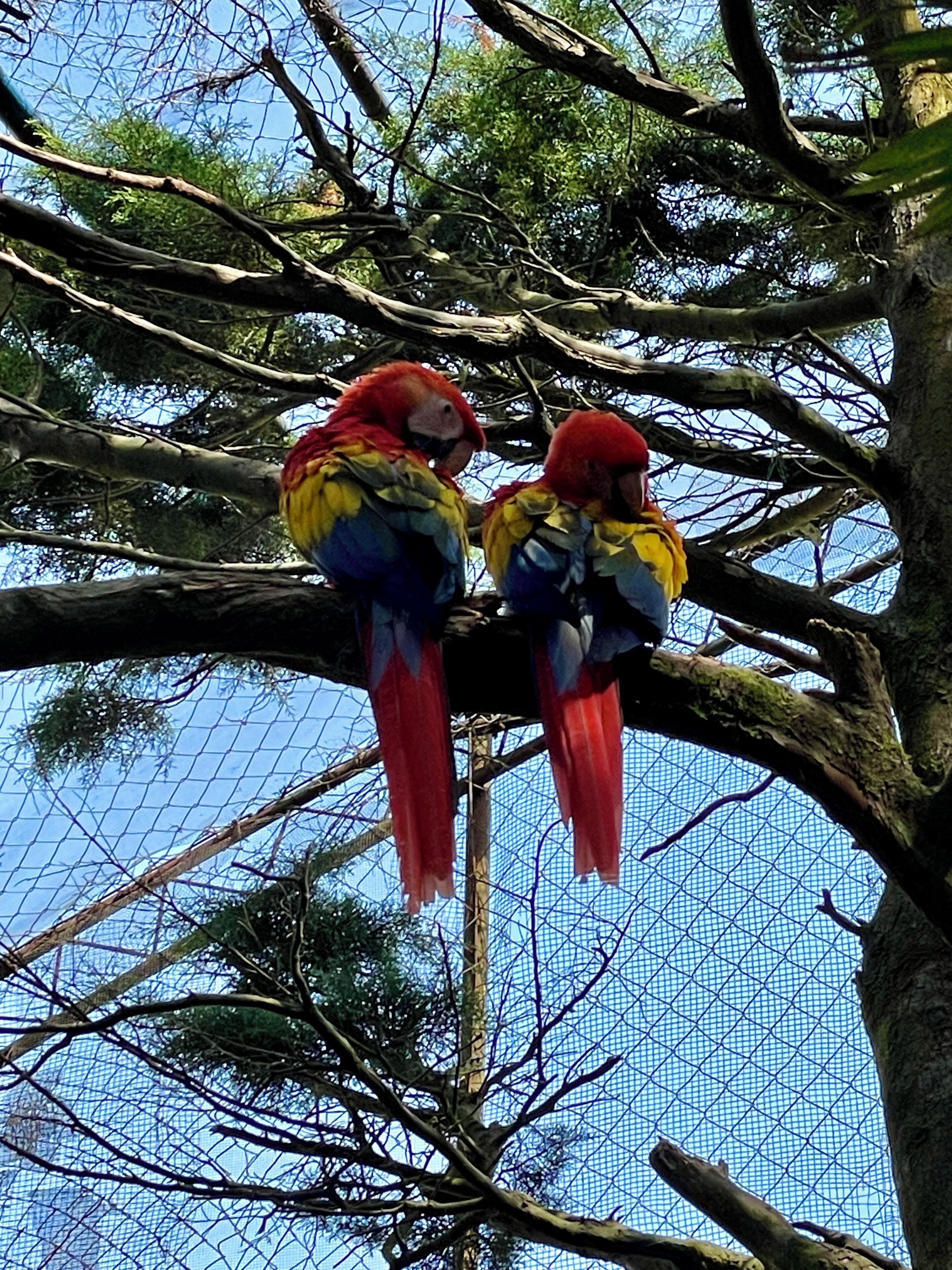 Dos guacamayos coloridos posados en una rama de árbol.