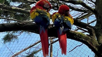 Two colorful parrots perched on a tree branch.