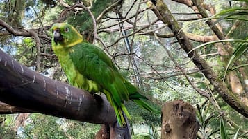 Un pájaro posado en una rama.