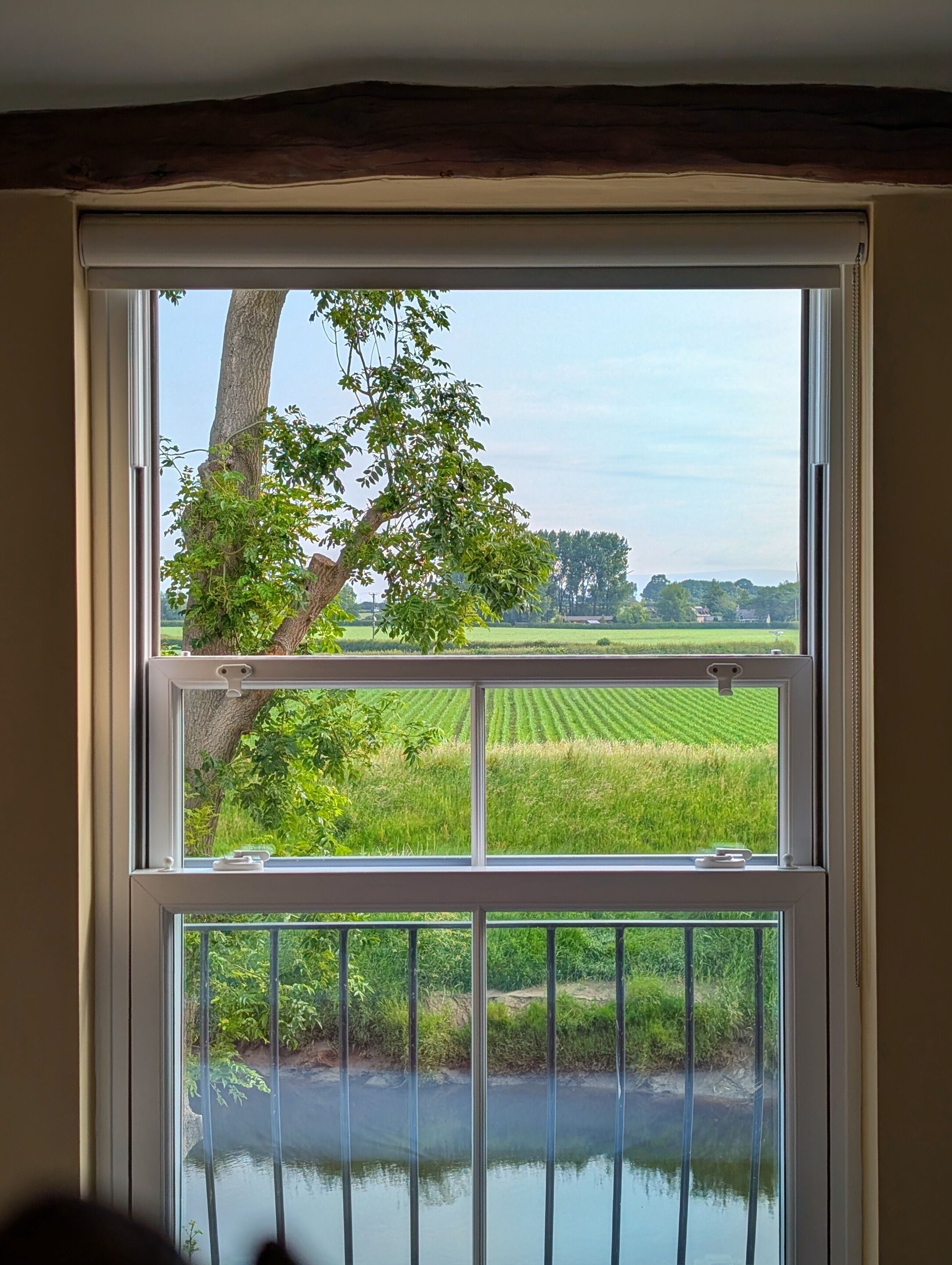 A window with a view of a tree, a field, and a body of water.