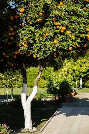 Garden - Paradise Village (Corfu)