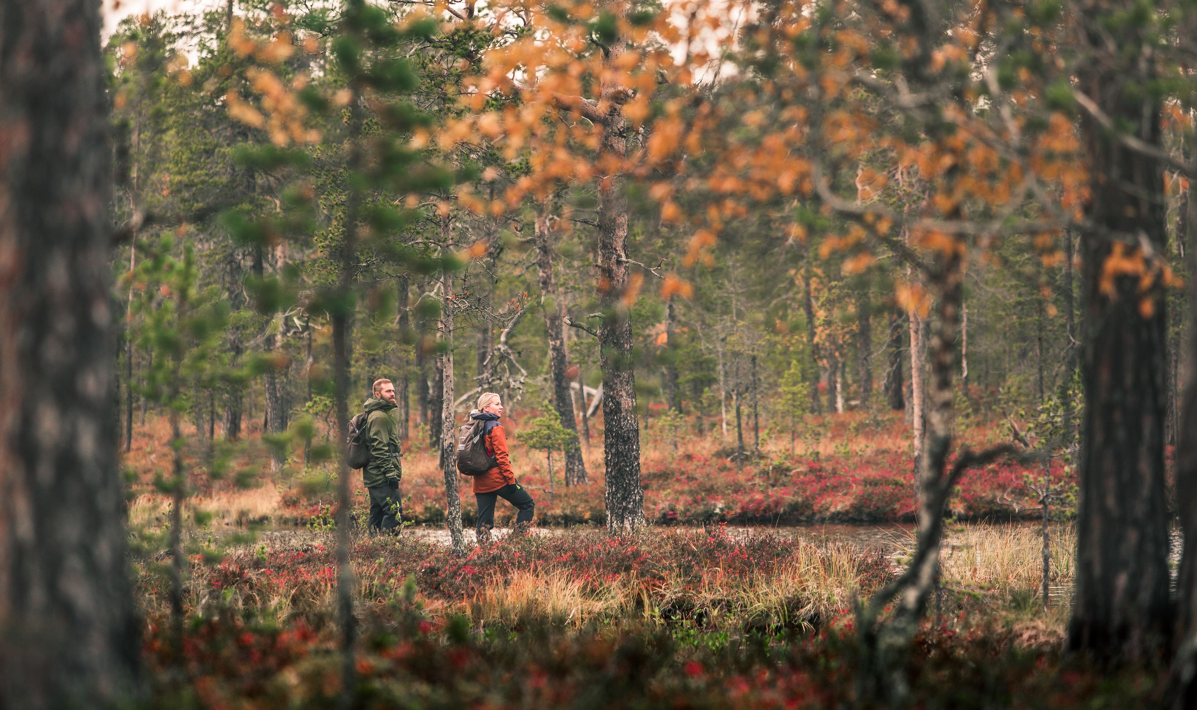 A forest with two people walking.