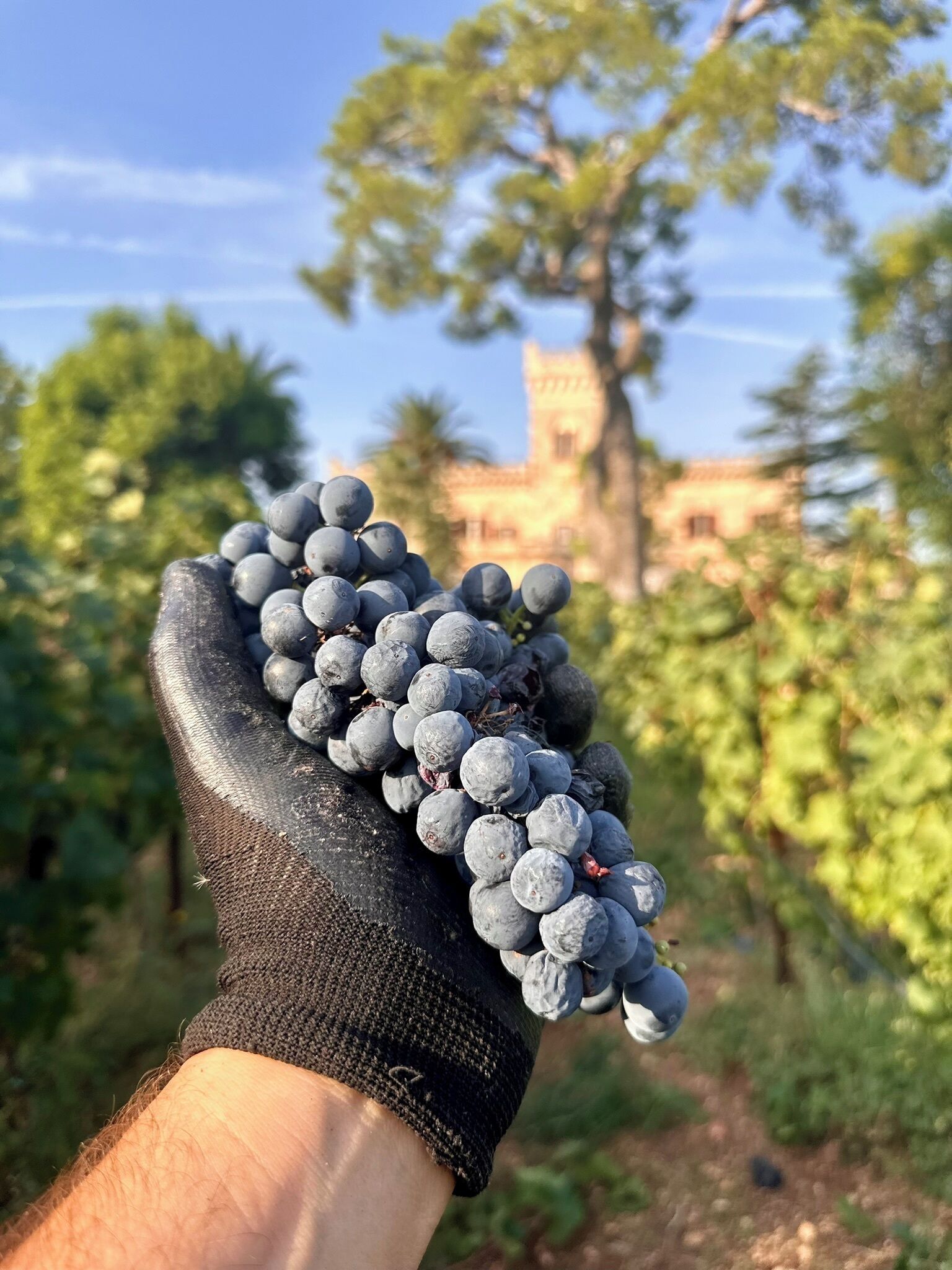 A hand holding a bunch of grapes with a vineyard and a building in the background.