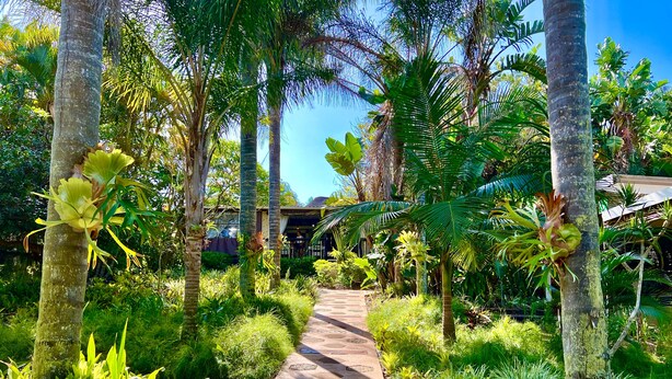 A pathway through a lush garden with various tropical plants and palm trees. - Lidiko Lodge (St. Lucia)