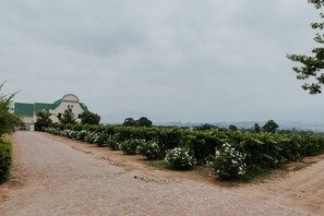 Exterior - CANA Vineyard Guesthouse (Paarl)