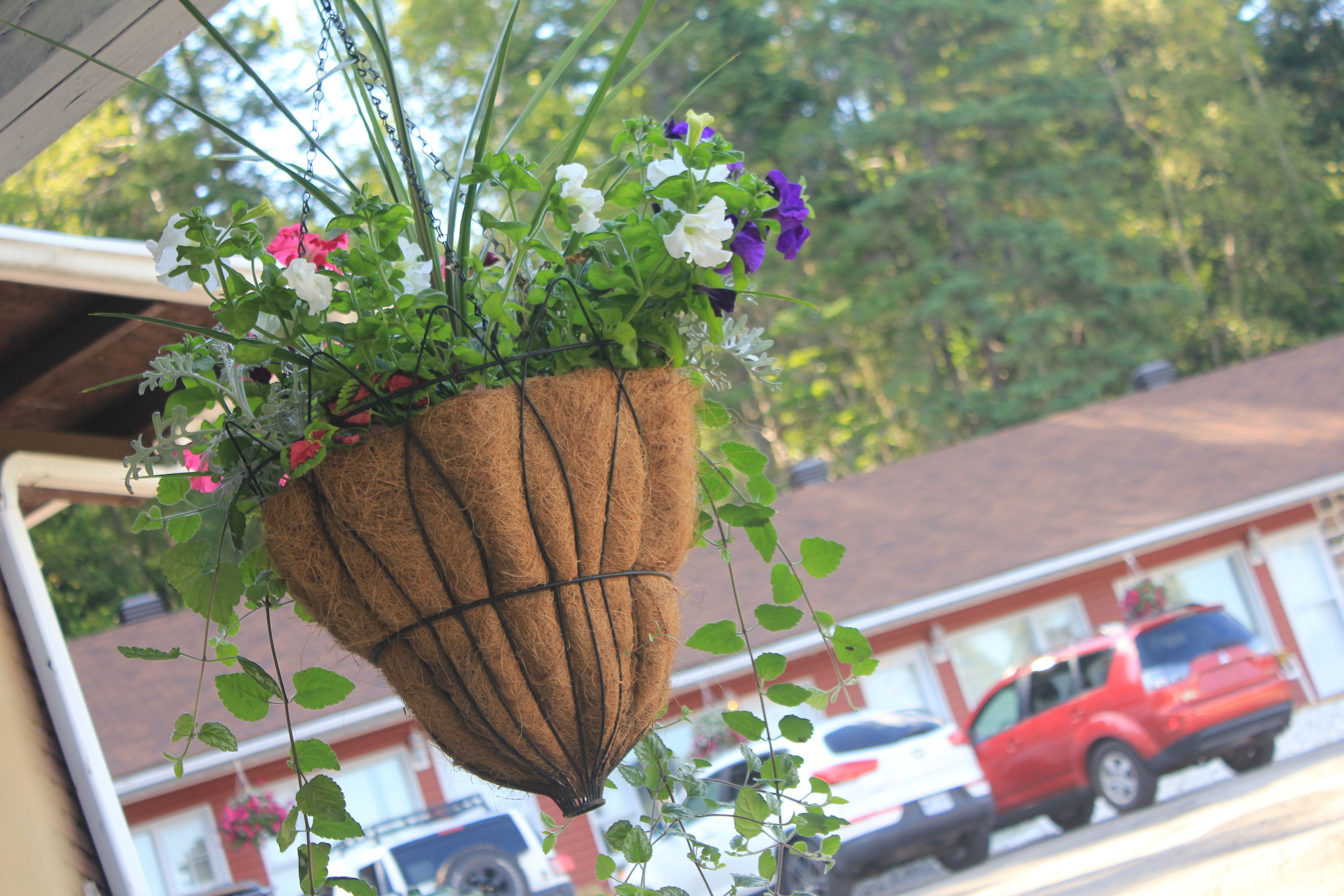 A hanging garden with various flowers and greenery.