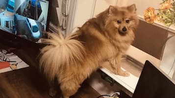 入口