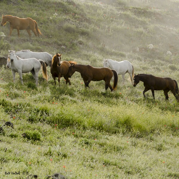 A group of horses grazing in a grassy field.