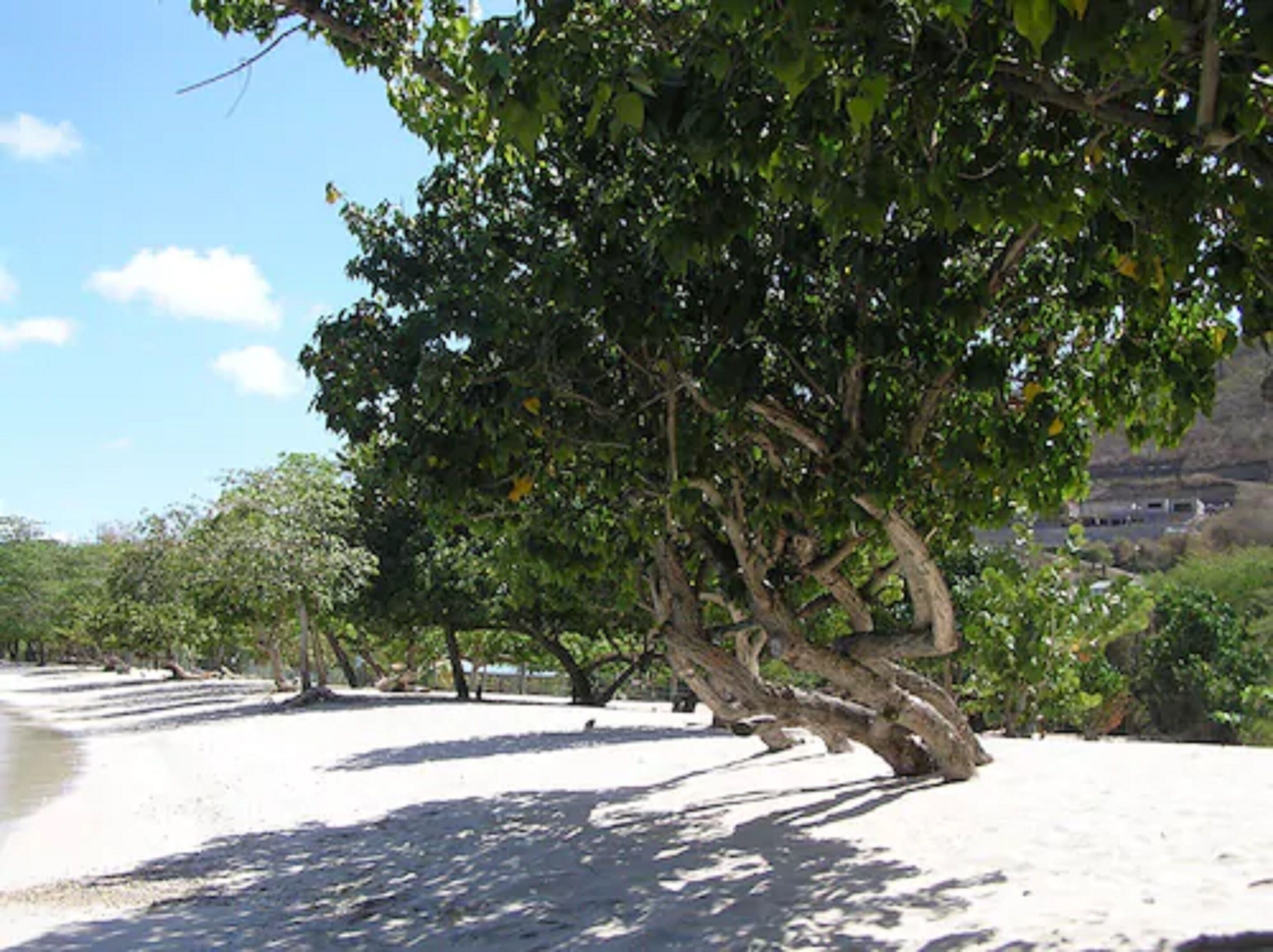 on the beach, white sand