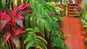A wooden deck with potted plants and a red umbrella. - St John Inn (St. John)