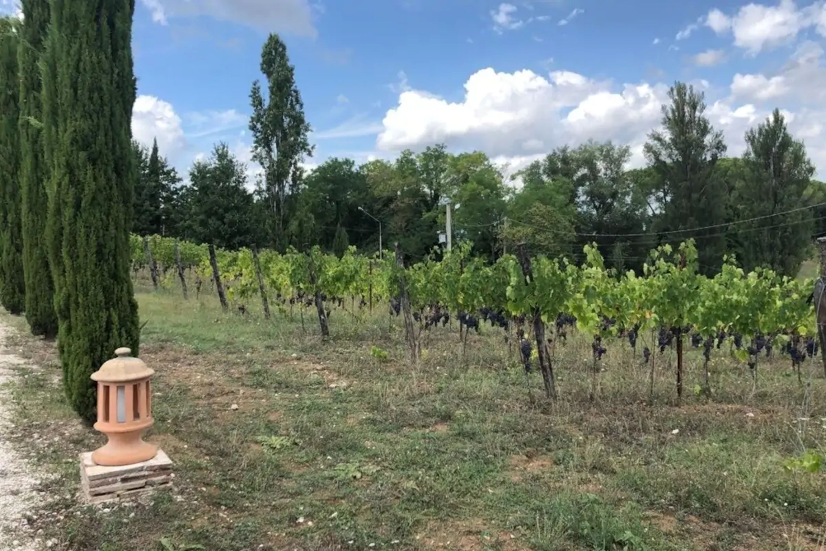 Viñedo con hileras de parras bajo un cielo despejado.