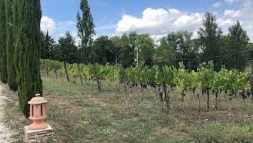 Un vigneto con file di vite sotto un cielo sereno.